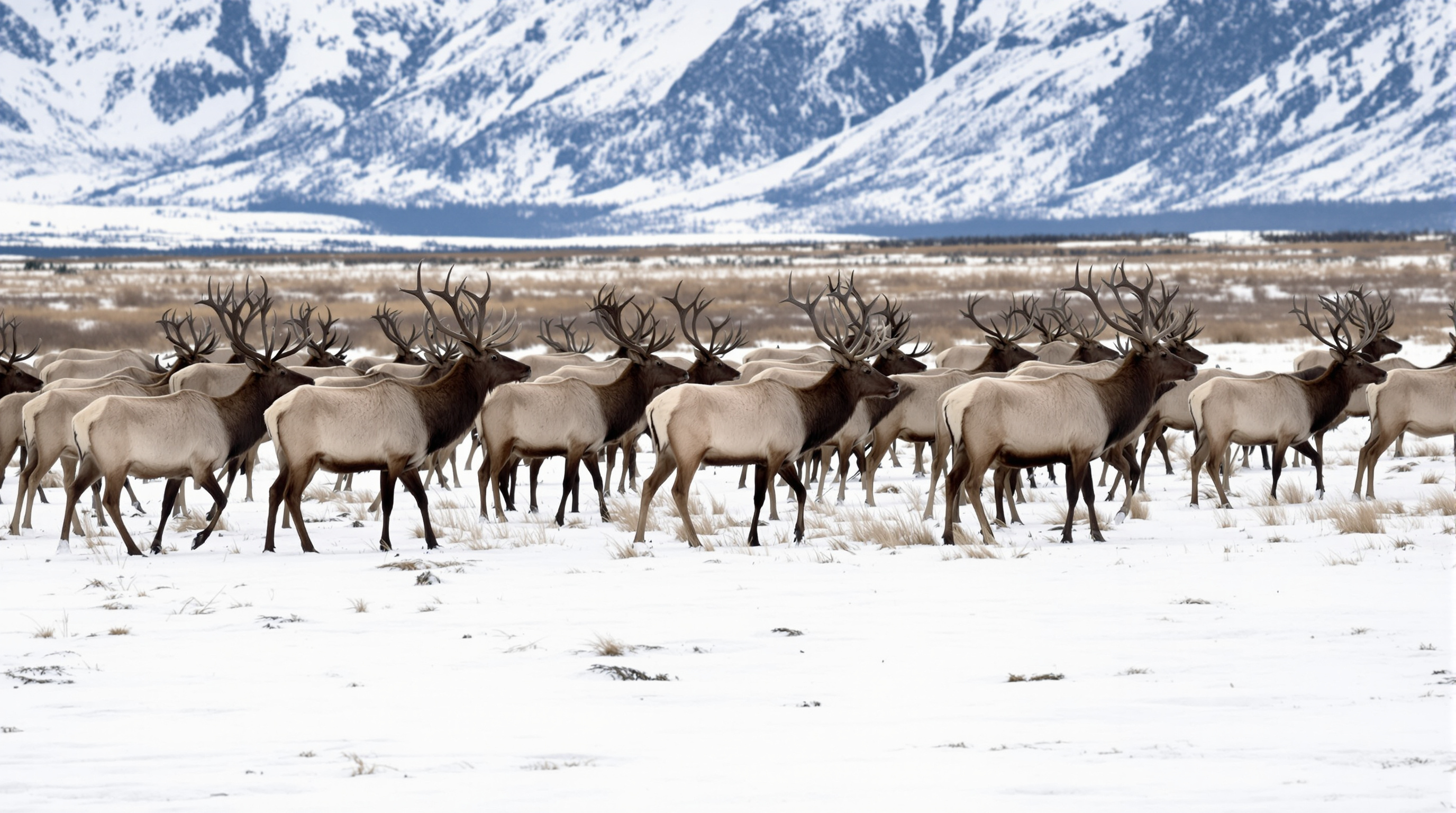 Elk herd on National Elk Refuge near Jackson